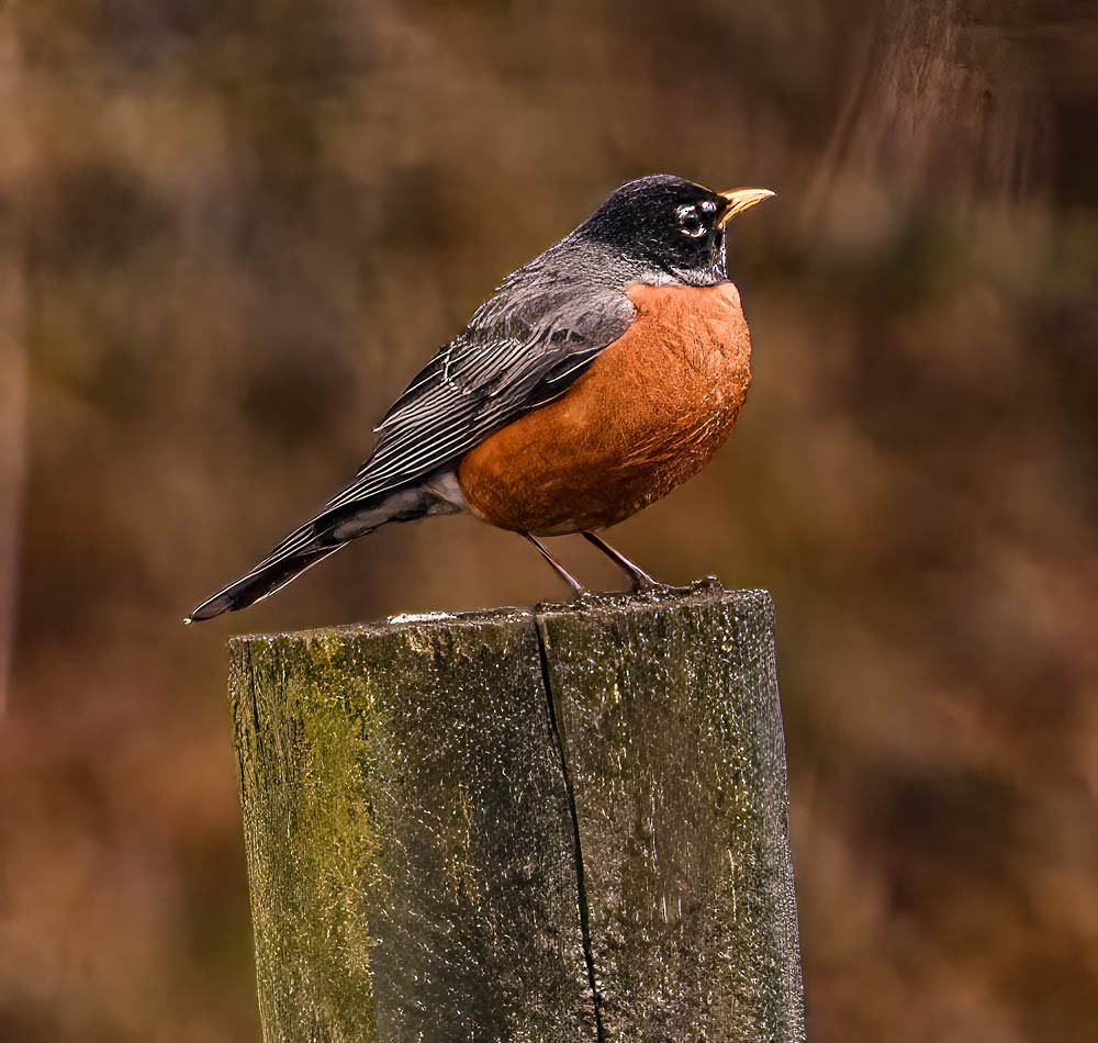 American Robin - ML550716691