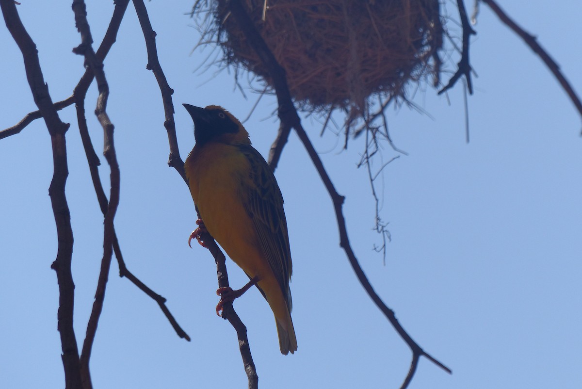 Speke's Weaver - ML550717161