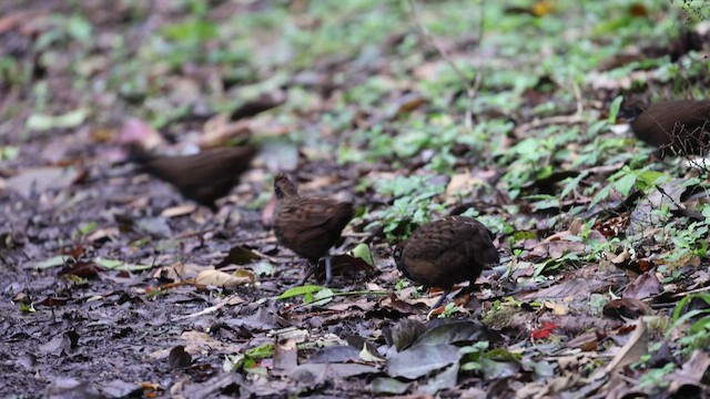 Black-breasted Wood-Quail - ML550719011