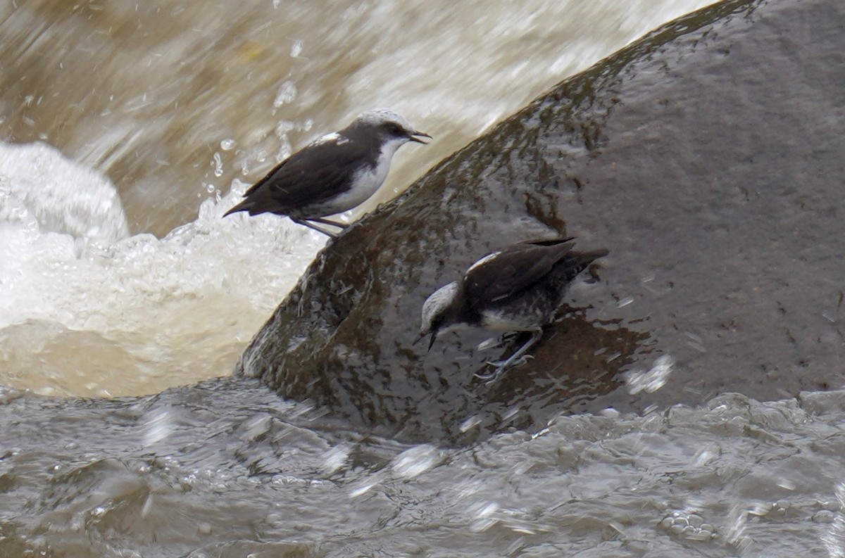 White-capped Dipper - Dennis Mersky