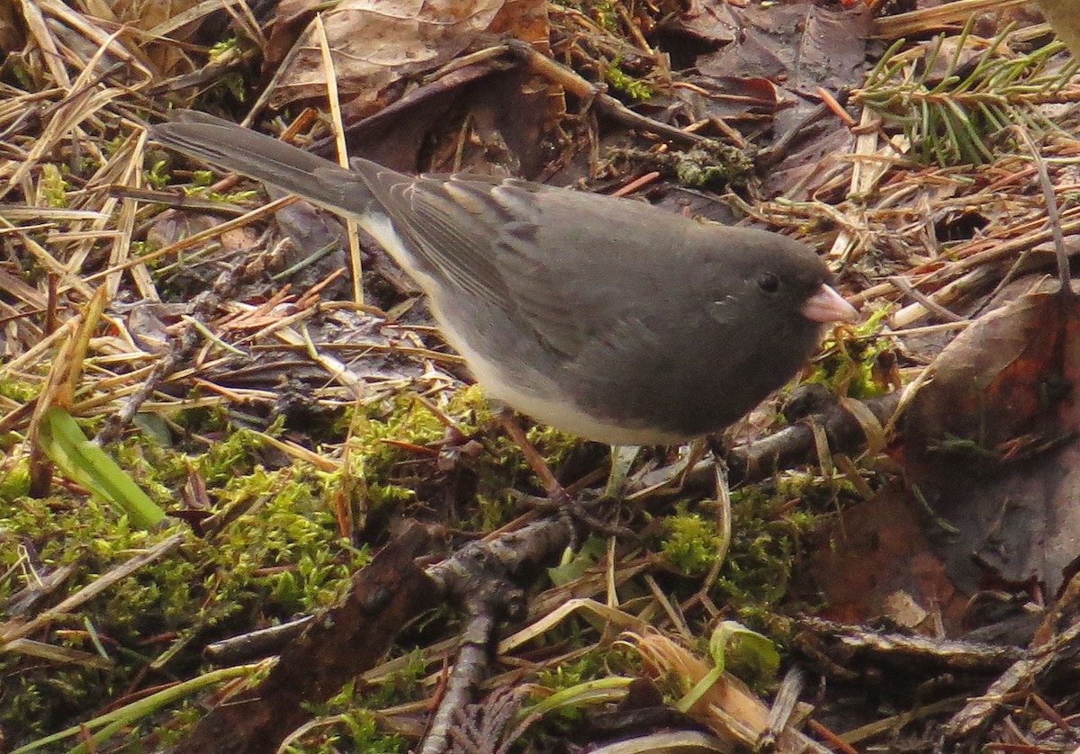 Junco Ojioscuro - ML550720801