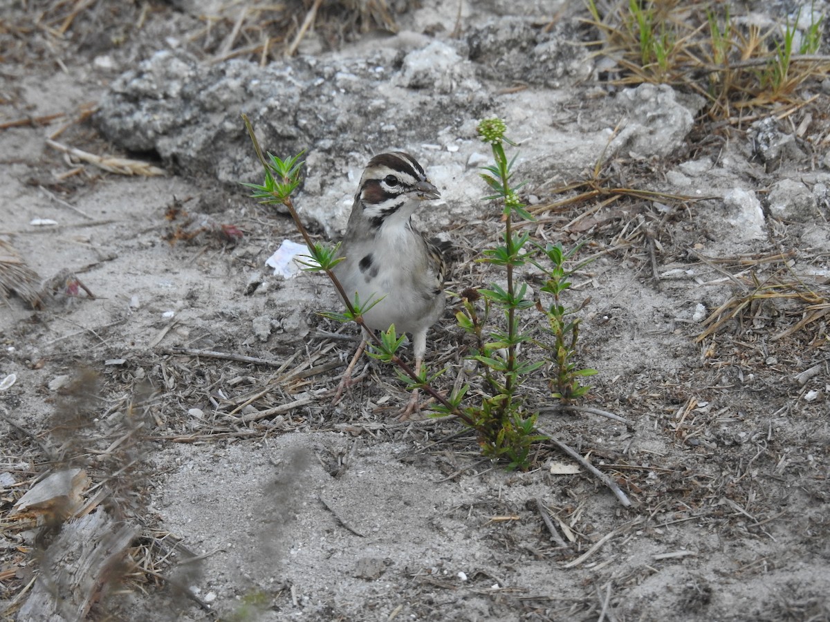 Lark Sparrow - ML550721021