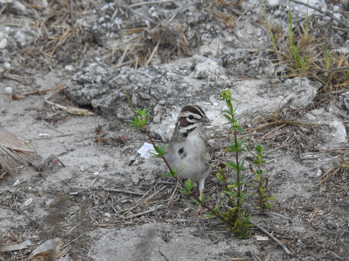 Lark Sparrow - ML550721031