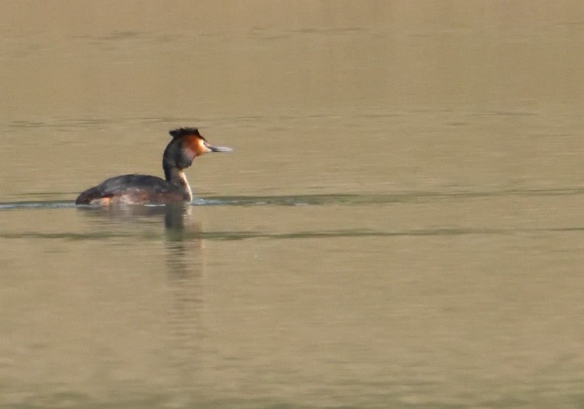 Great Crested Grebe - ML550723701