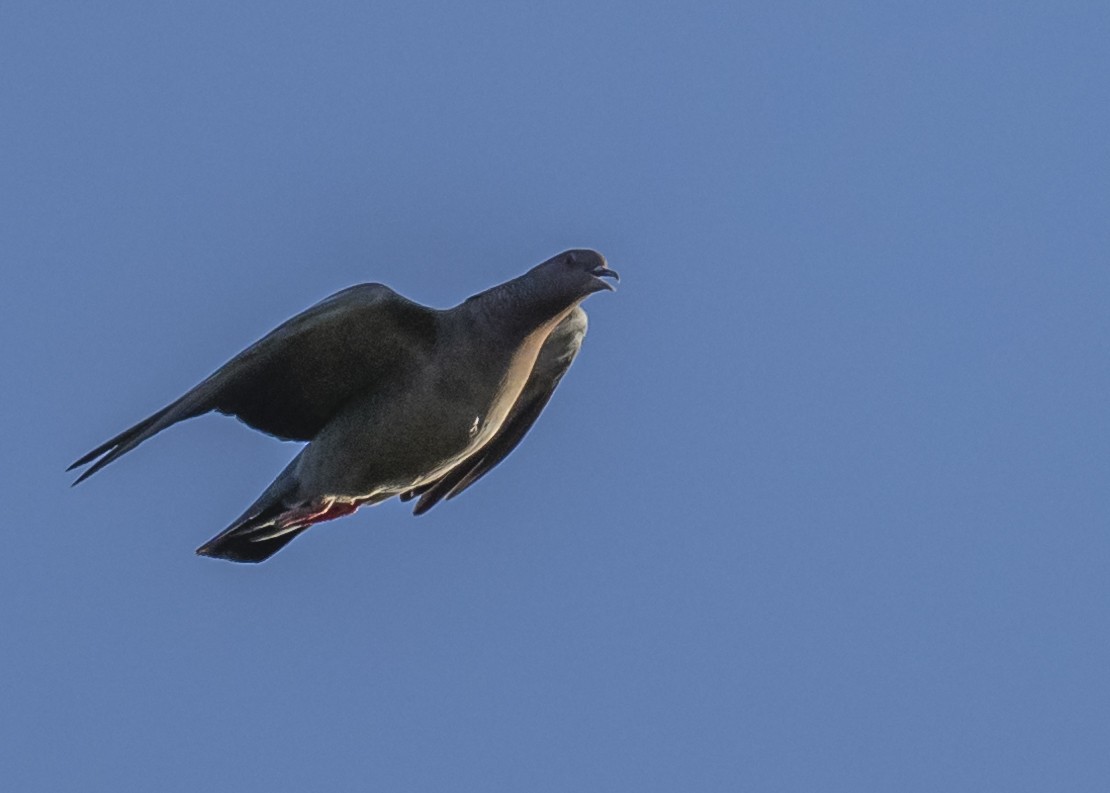 Picazuro Pigeon - ML550723971