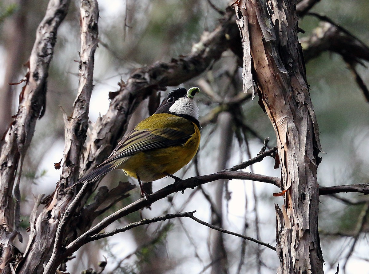 Golden Whistler (Eastern) - ML550724011