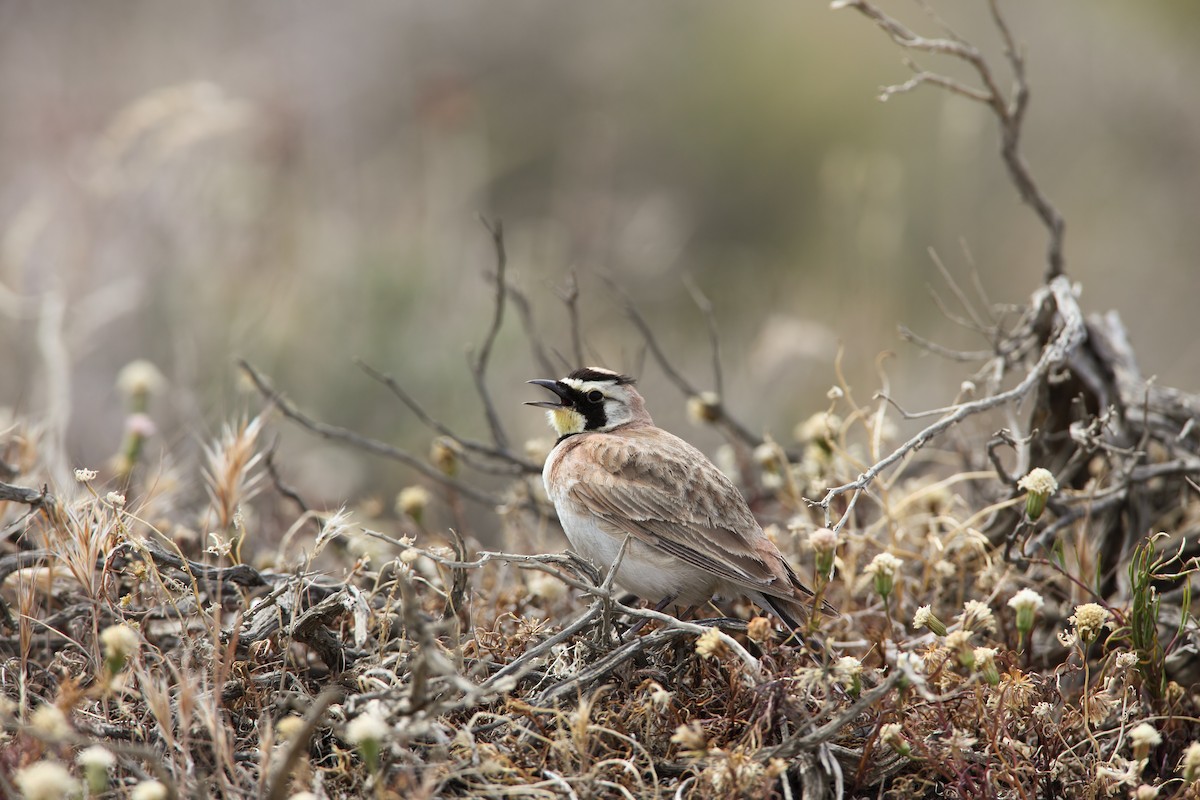 Horned Lark - ML550725001