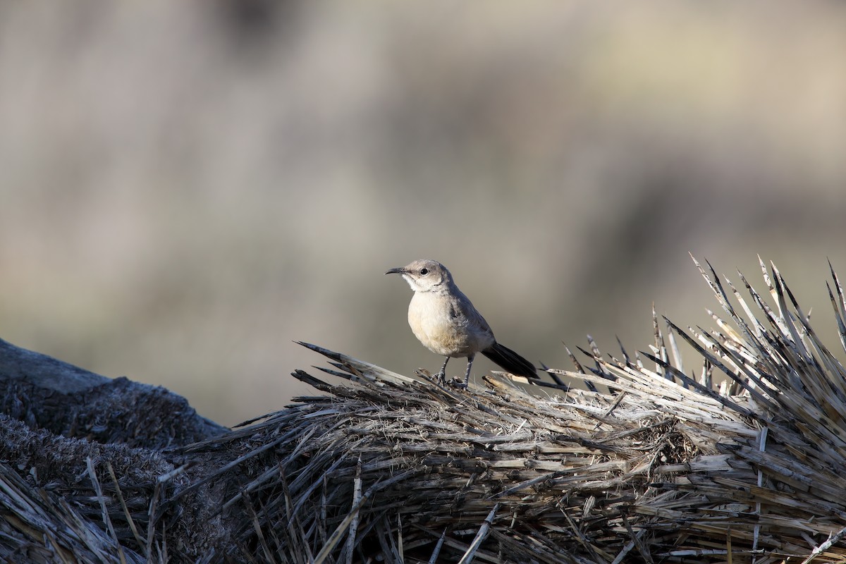 LeConte's Thrasher - ML550725041