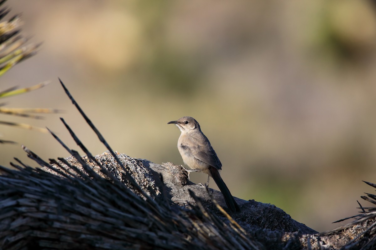 LeConte's Thrasher - ML550725081