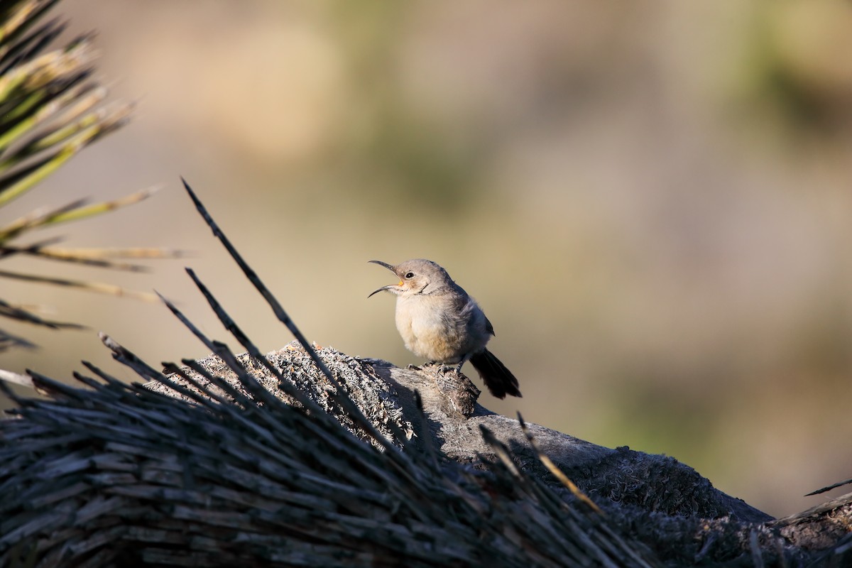 LeConte's Thrasher - ML550725091