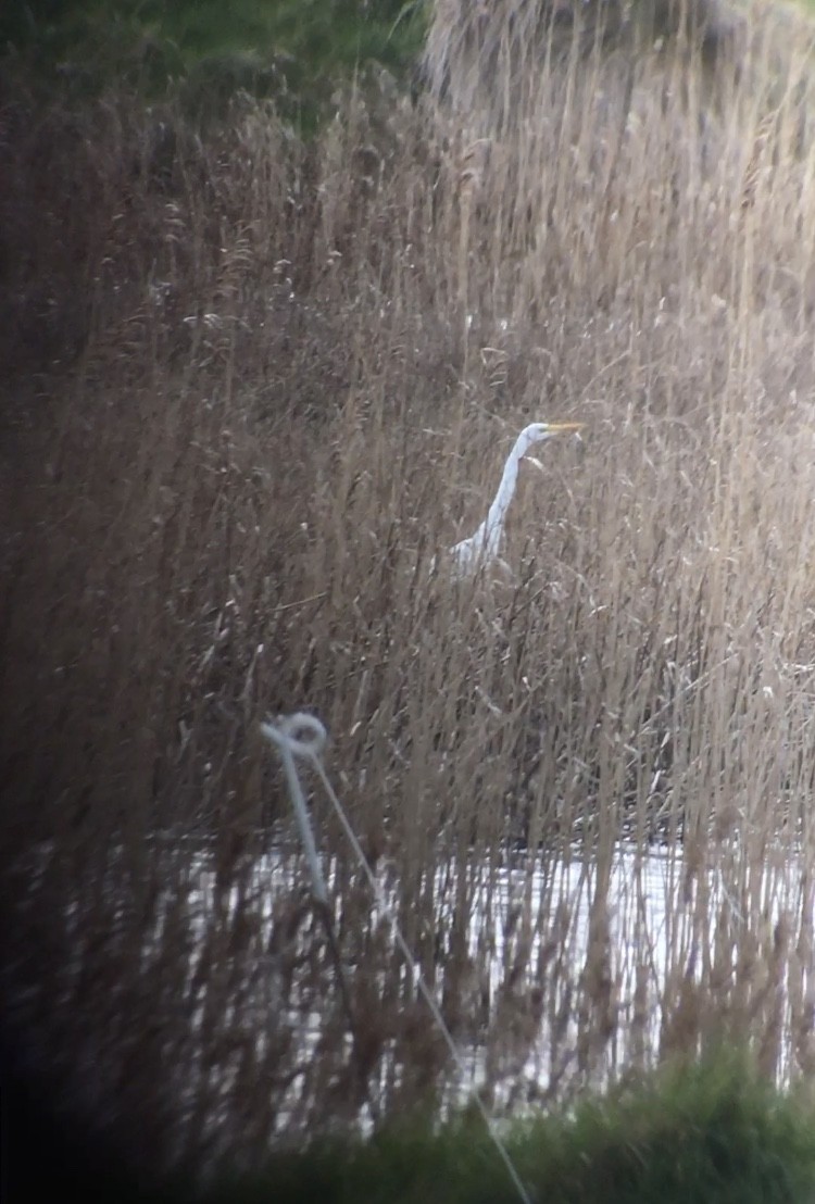 Great Egret - ML550726321