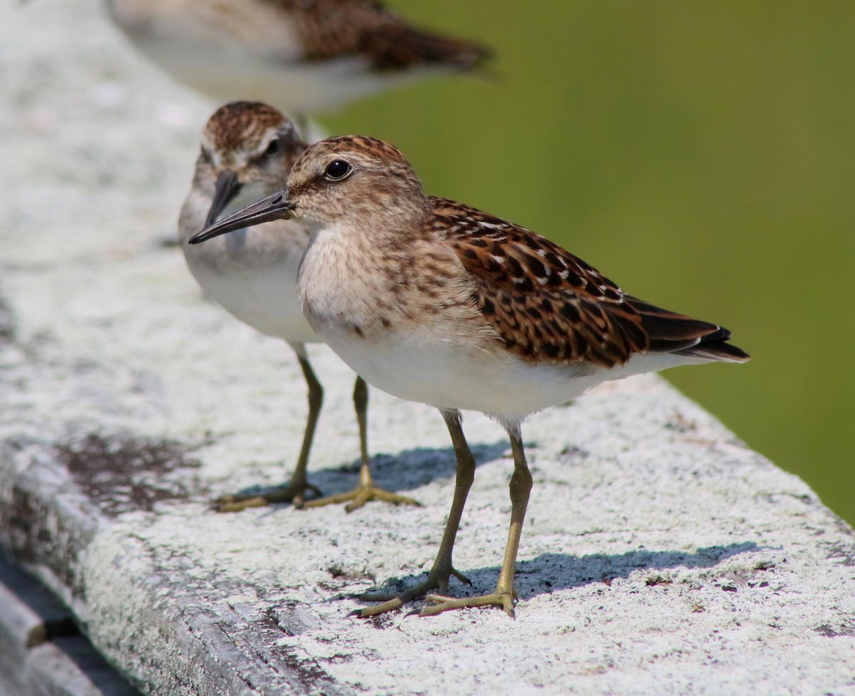 Least Sandpiper - Brenda Bull