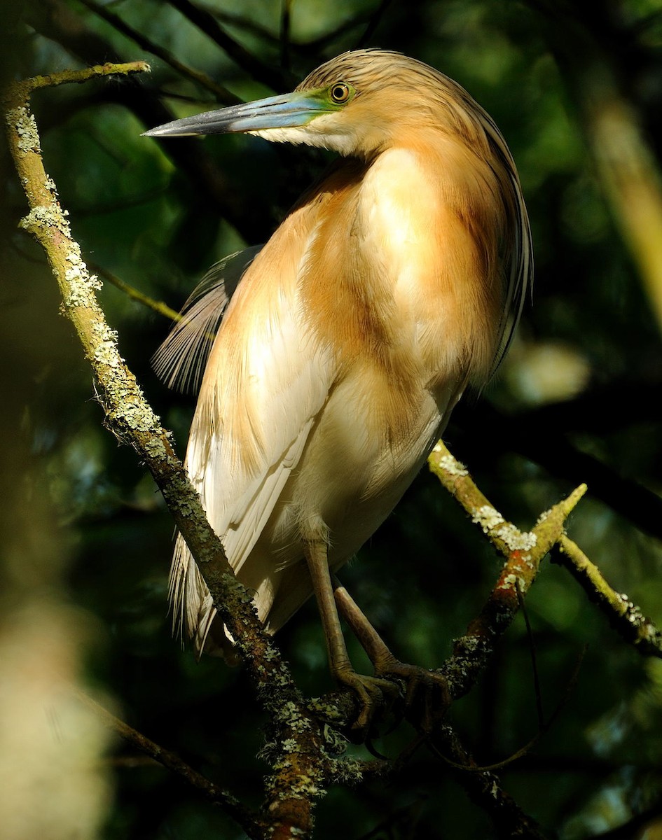 Squacco Heron - ML550726871