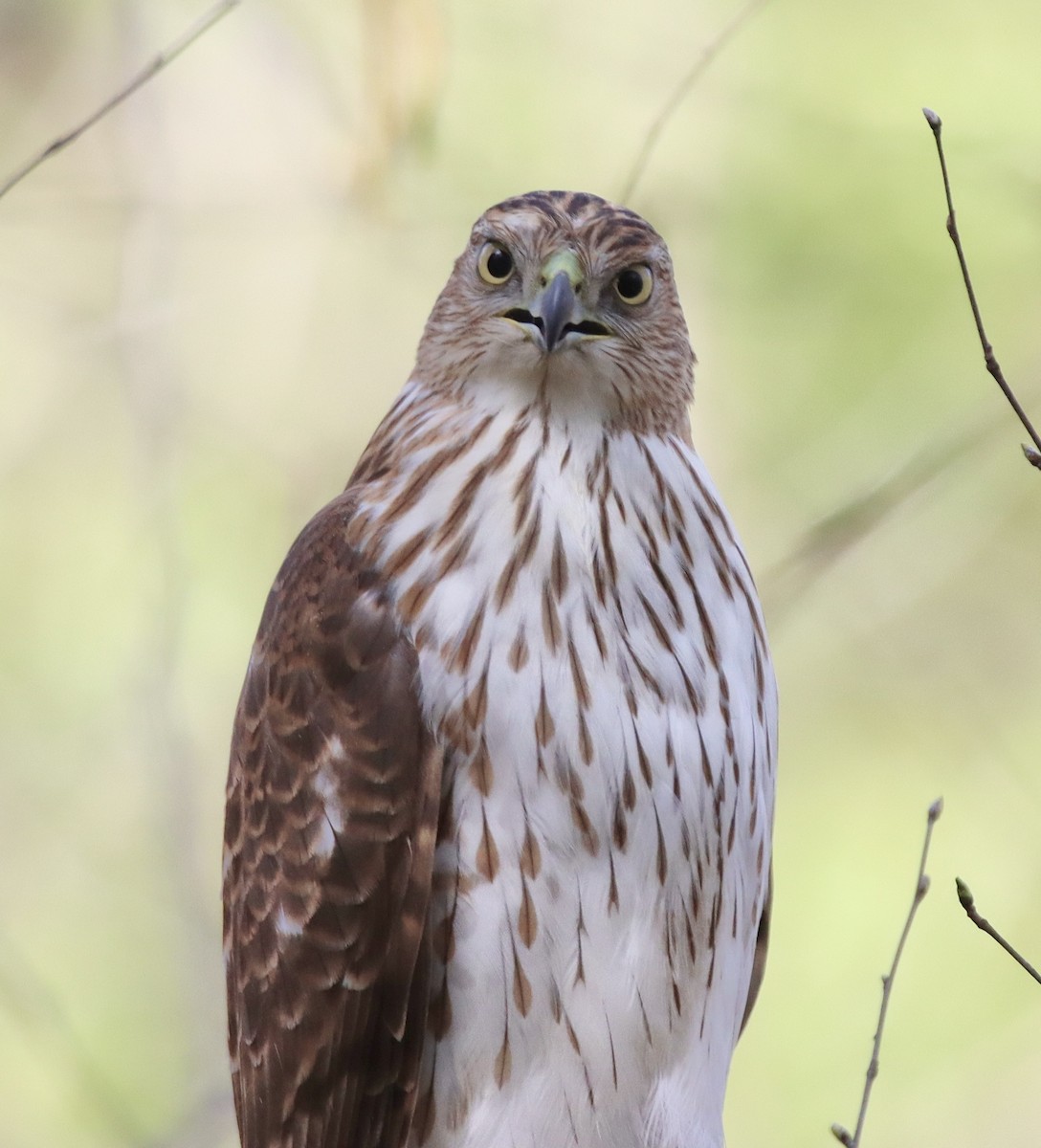 Cooper's Hawk - ML550727231