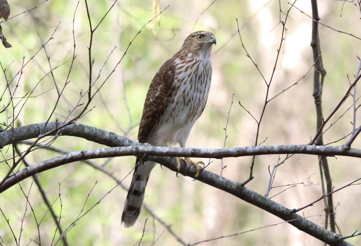 Cooper's Hawk - ML550727241