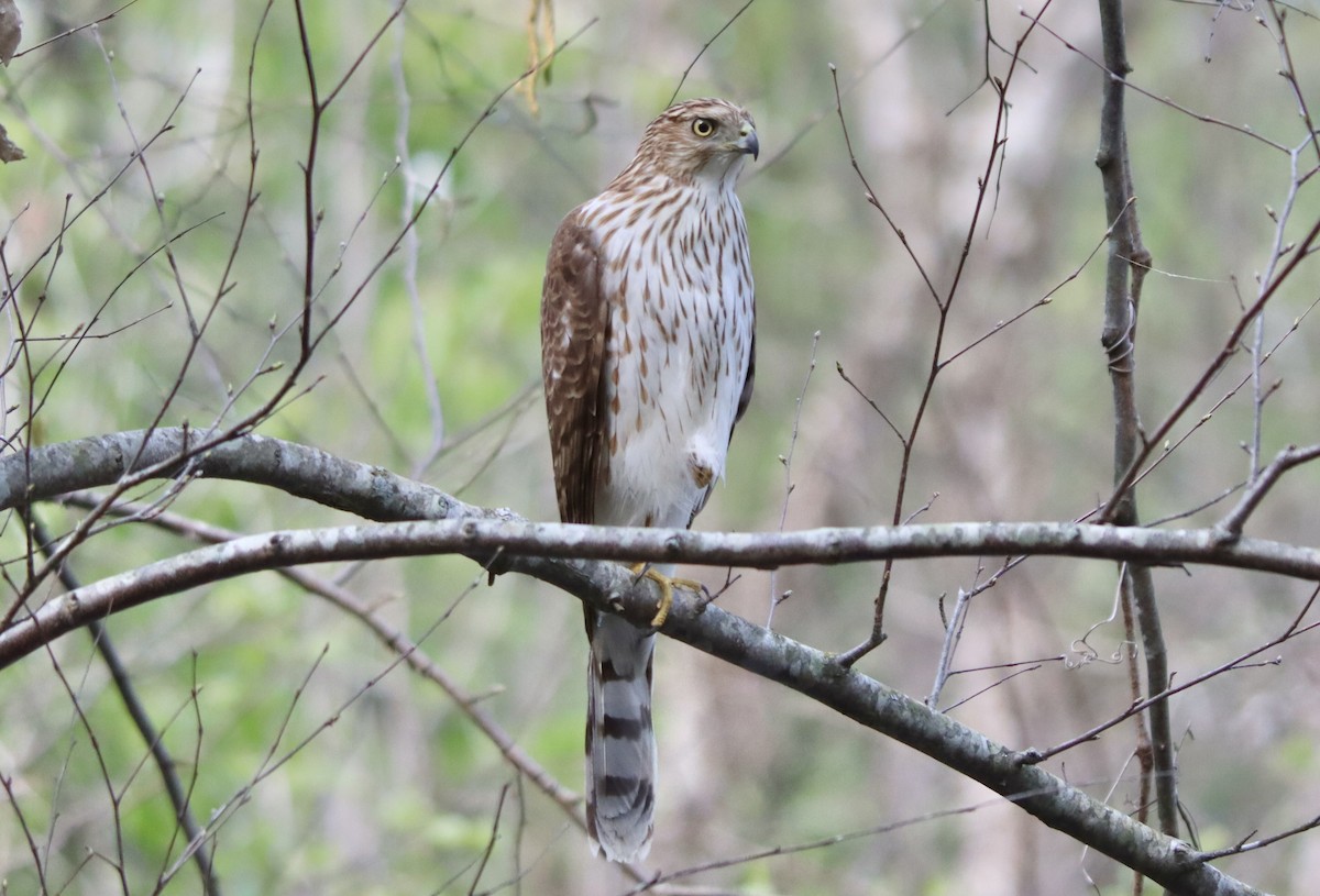 Cooper's Hawk - ML550727251