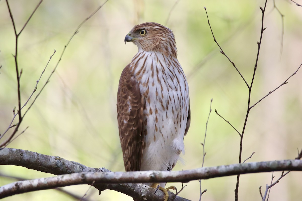 Cooper's Hawk - ML550727261