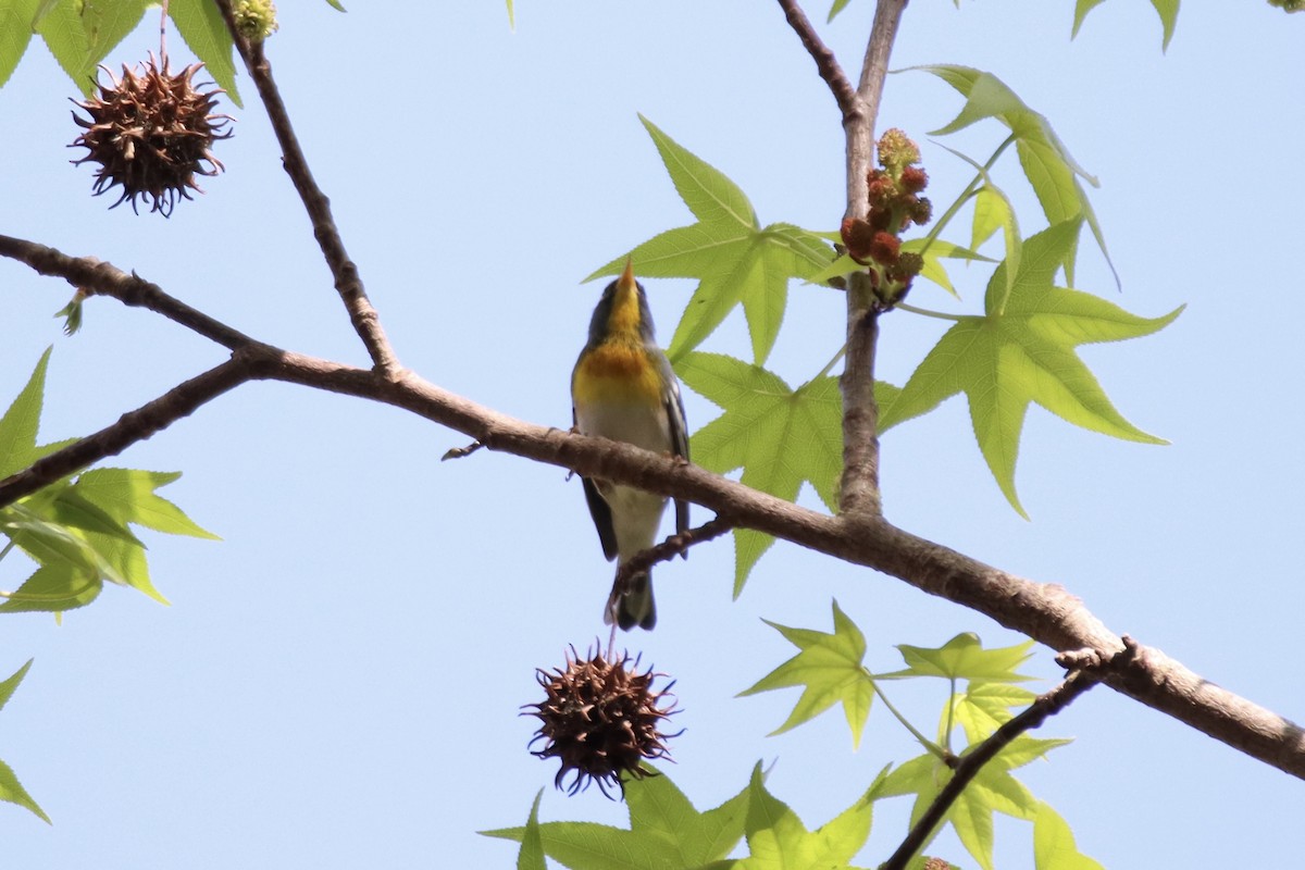 Parula Norteña - ML550727271