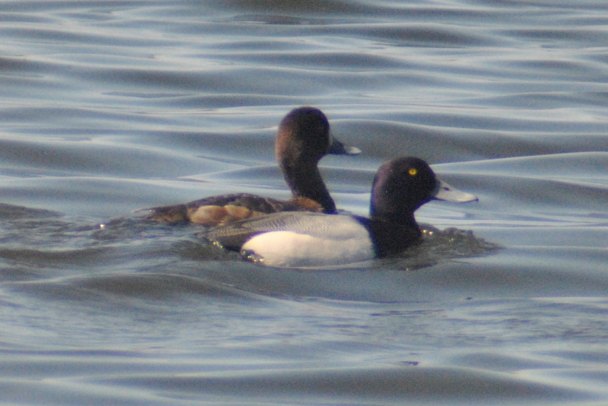 Greater Scaup - Sean Cozart