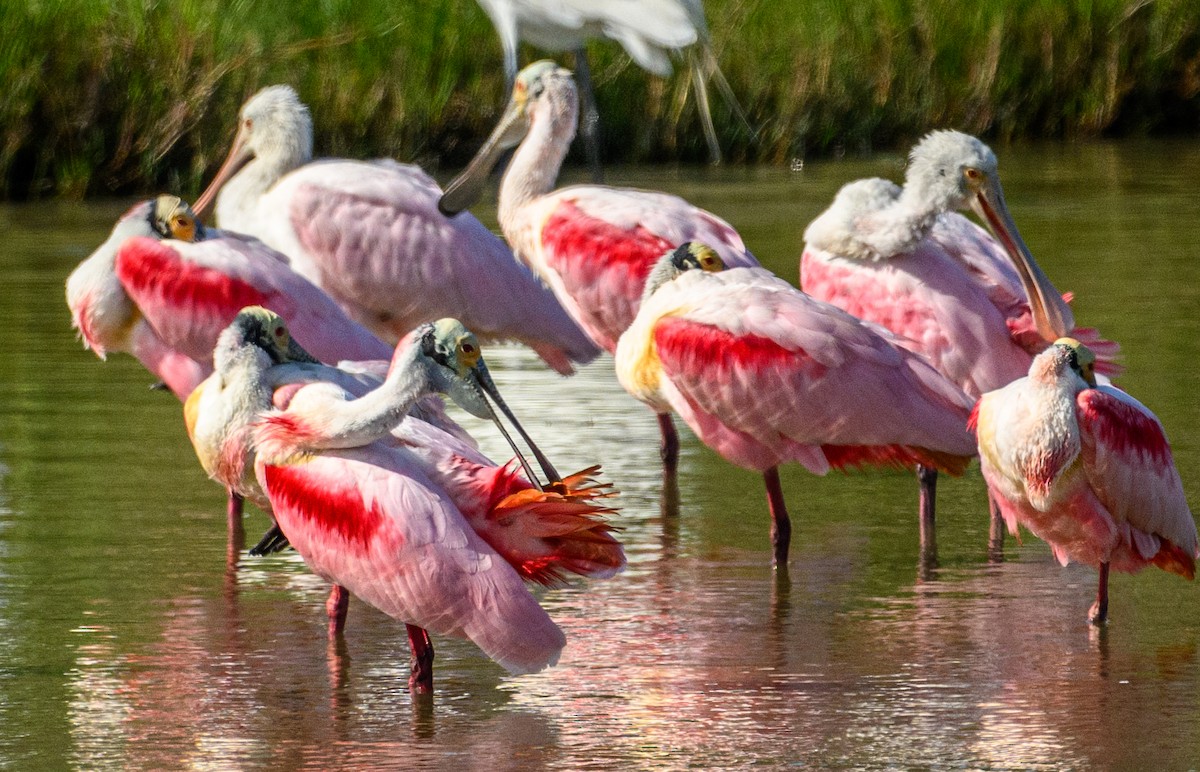 Roseate Spoonbill - ML550728231