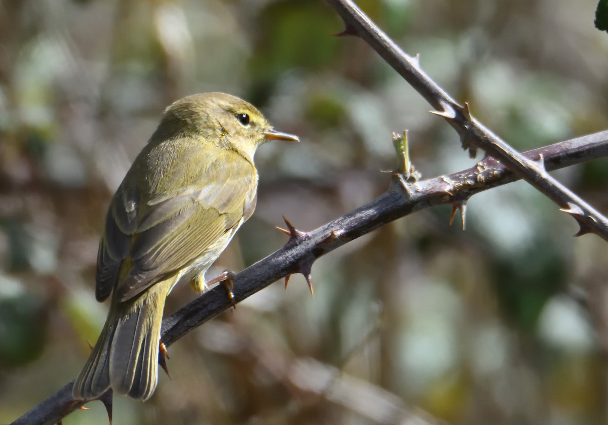 Iberian Chiffchaff - ML550729371