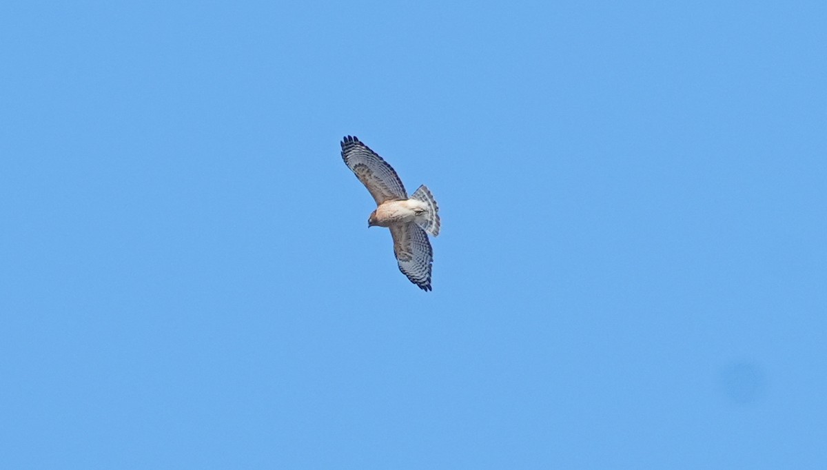 Red-shouldered Hawk - Rick Snider