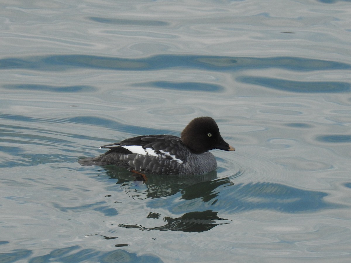 Common Goldeneye - ML550730241