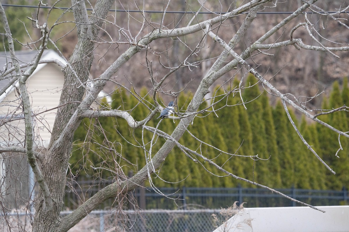Belted Kingfisher - ML550730381