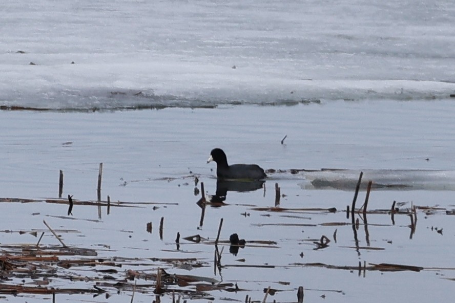 American Coot - ML550730711