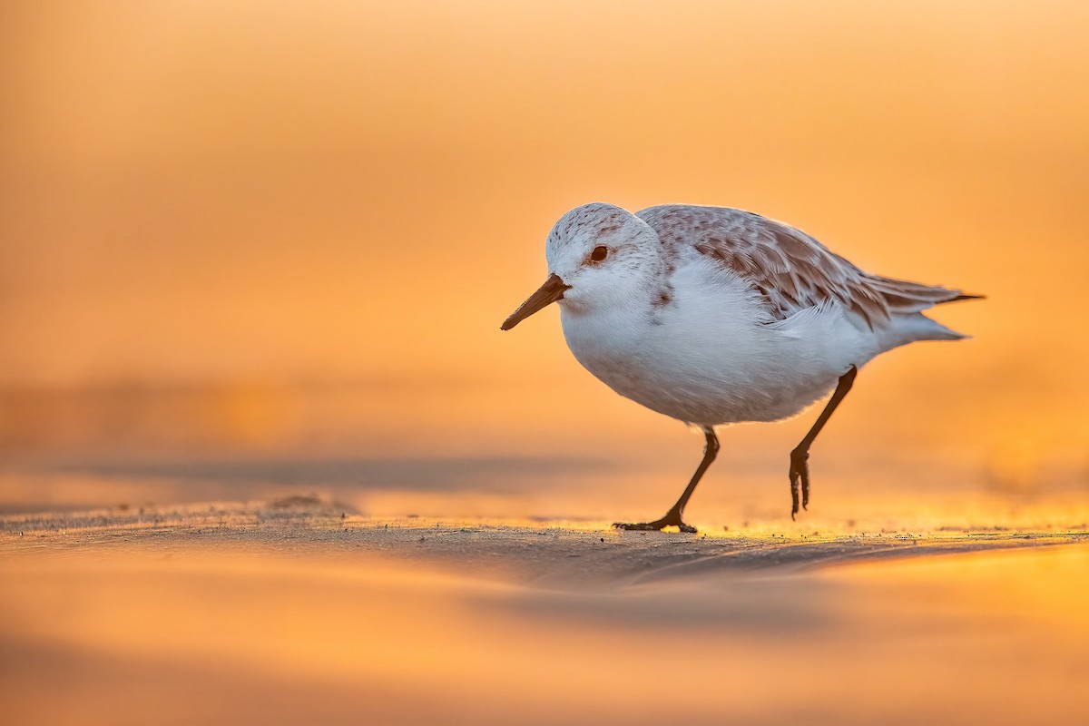 Sanderling - ML550731271