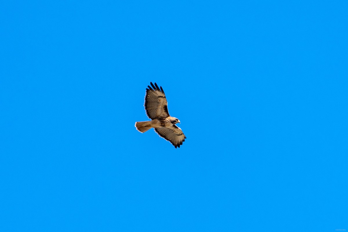 Red-tailed Hawk - ML550731281