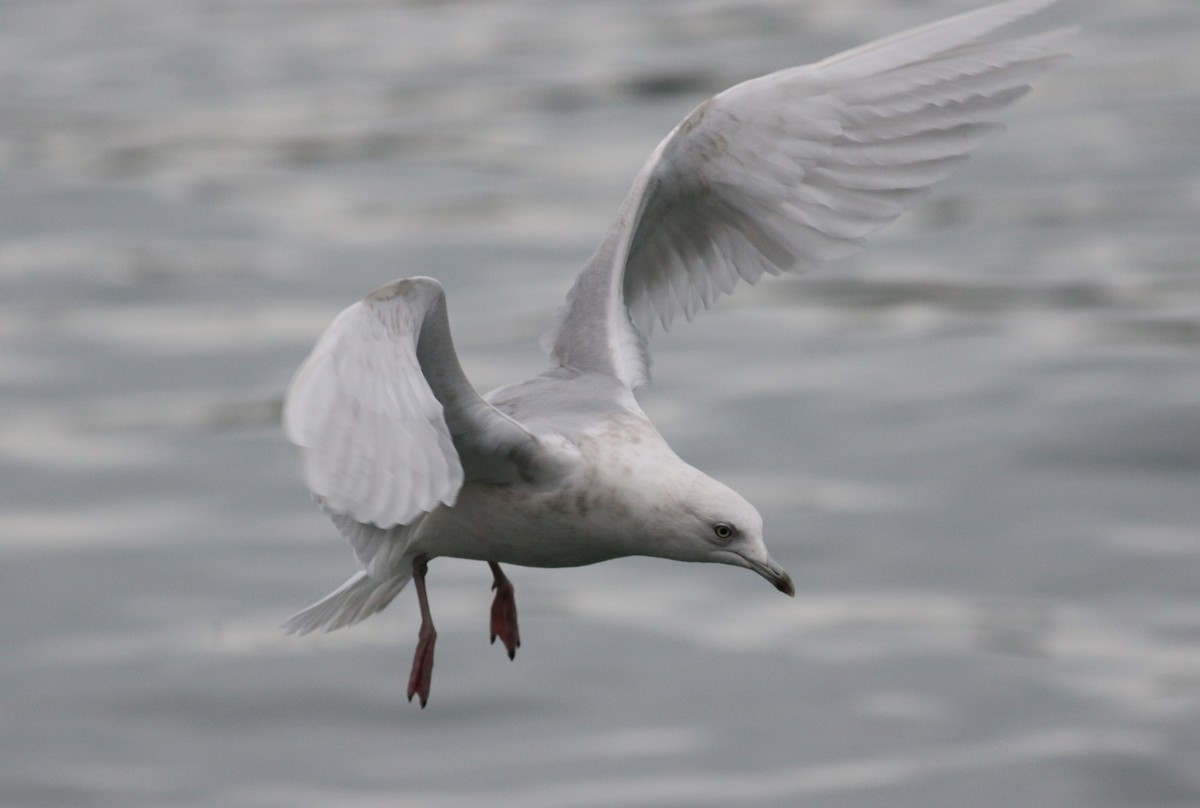 Gaviota Groenlandesa - ML550731591