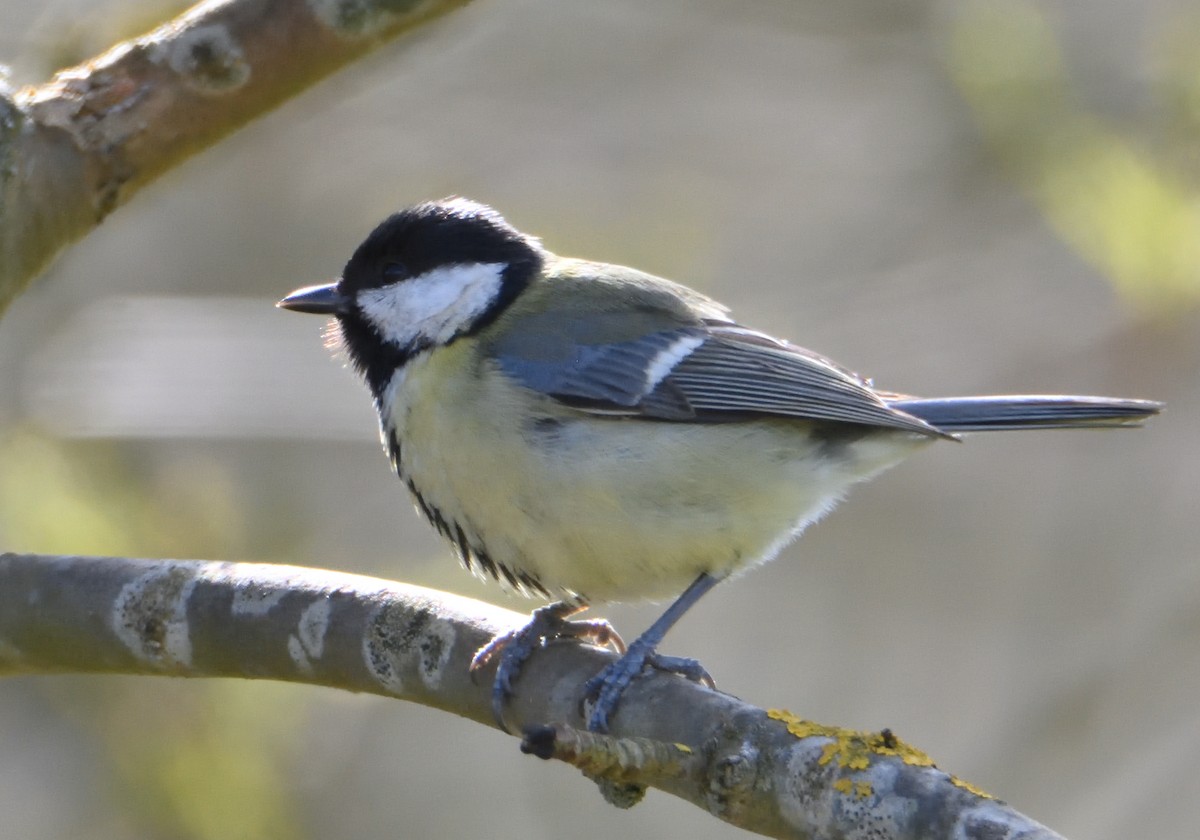 Great Tit - ML550731721