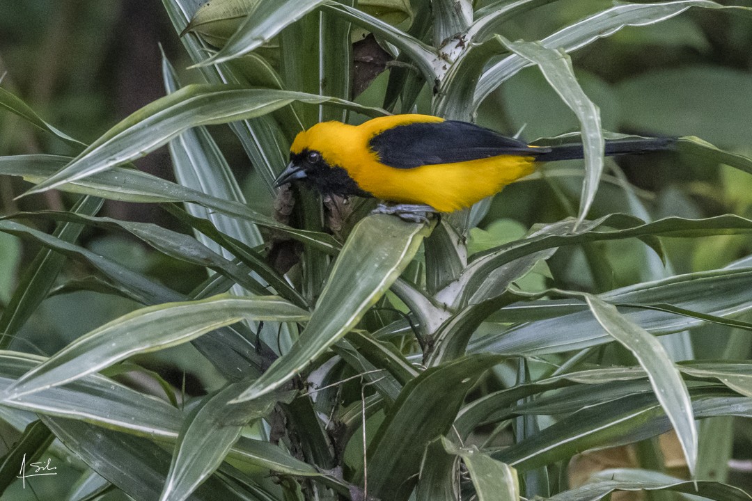 Yellow-backed Oriole - ML550733271