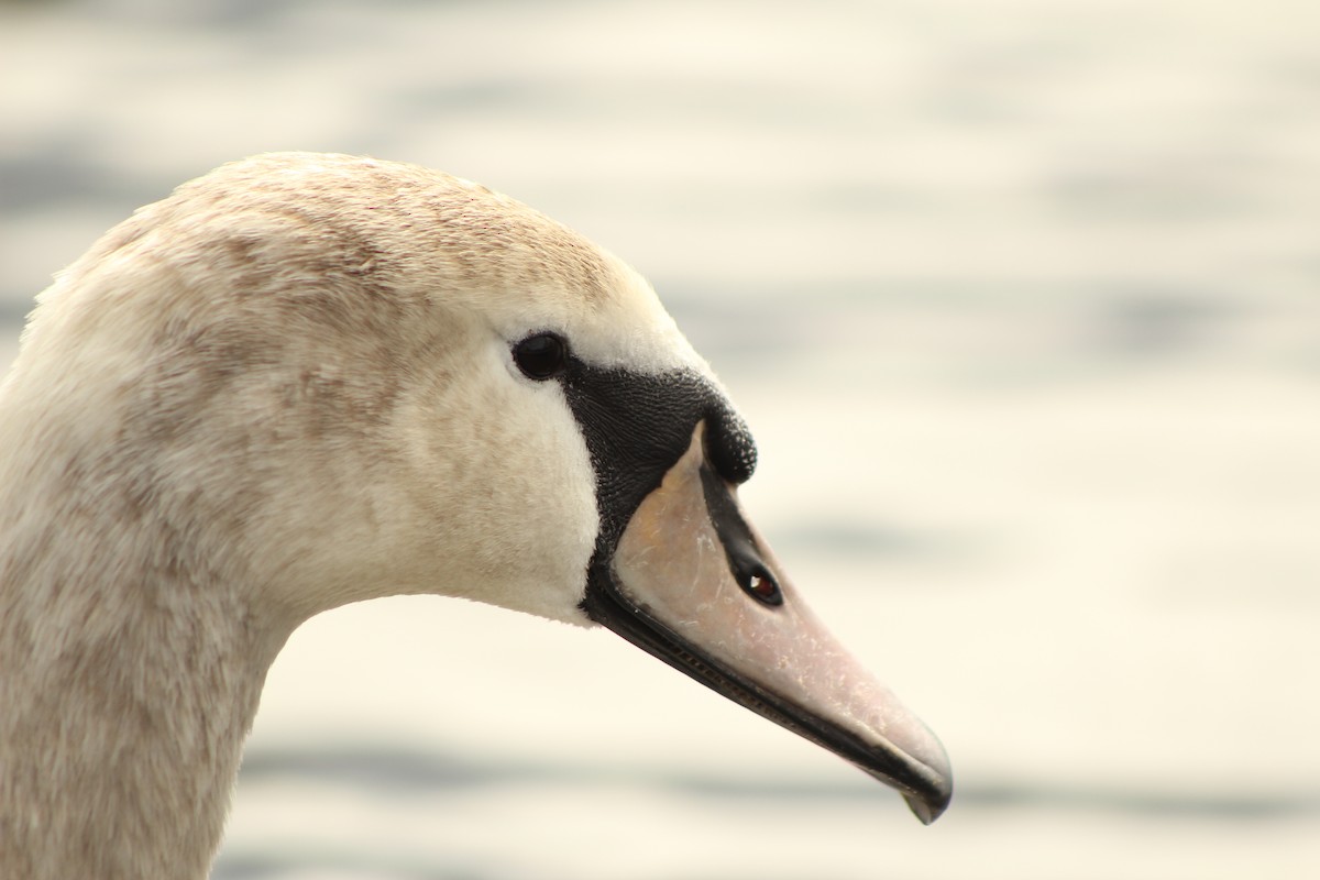 Mute Swan - ML550733811