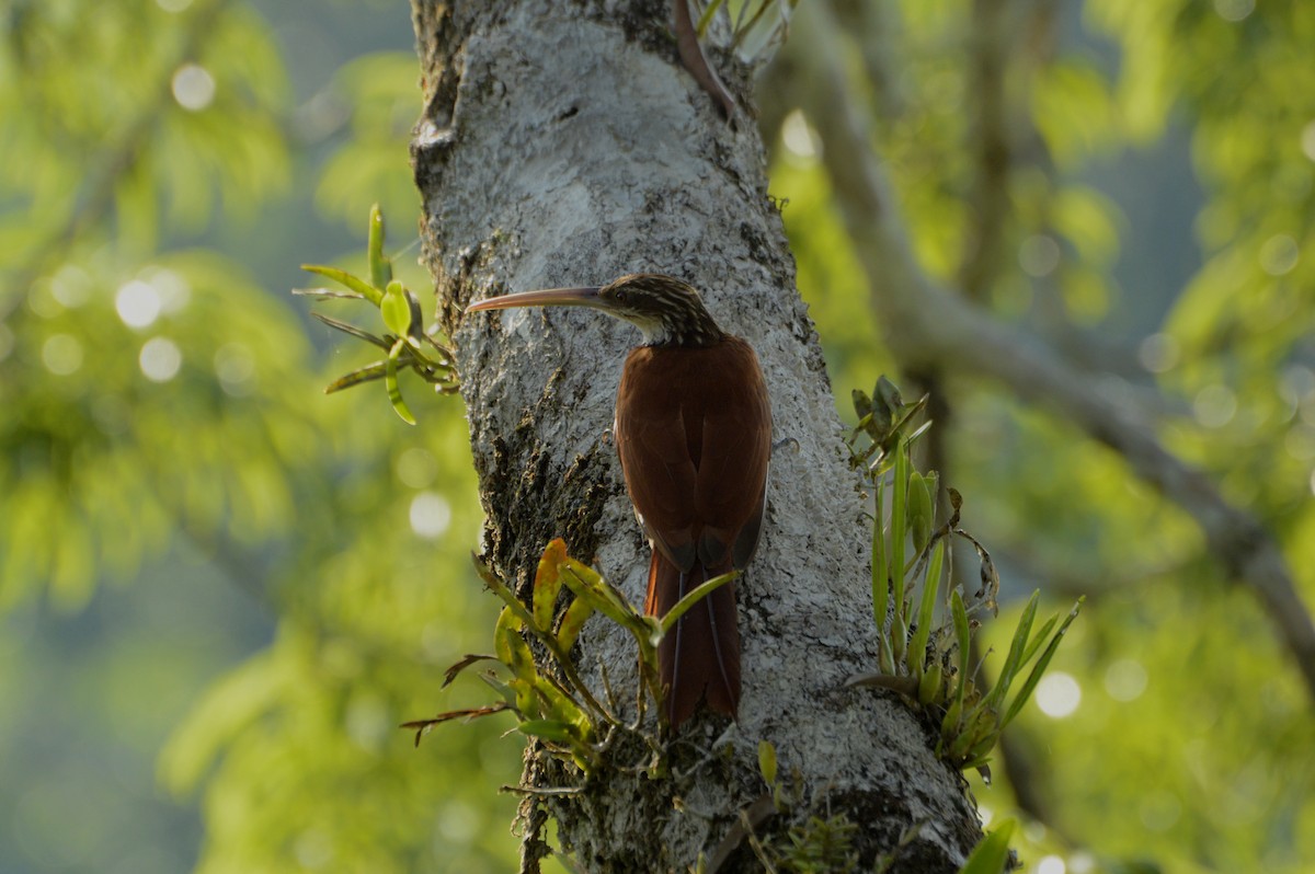 Long-billed Woodcreeper - Daniel Martínez