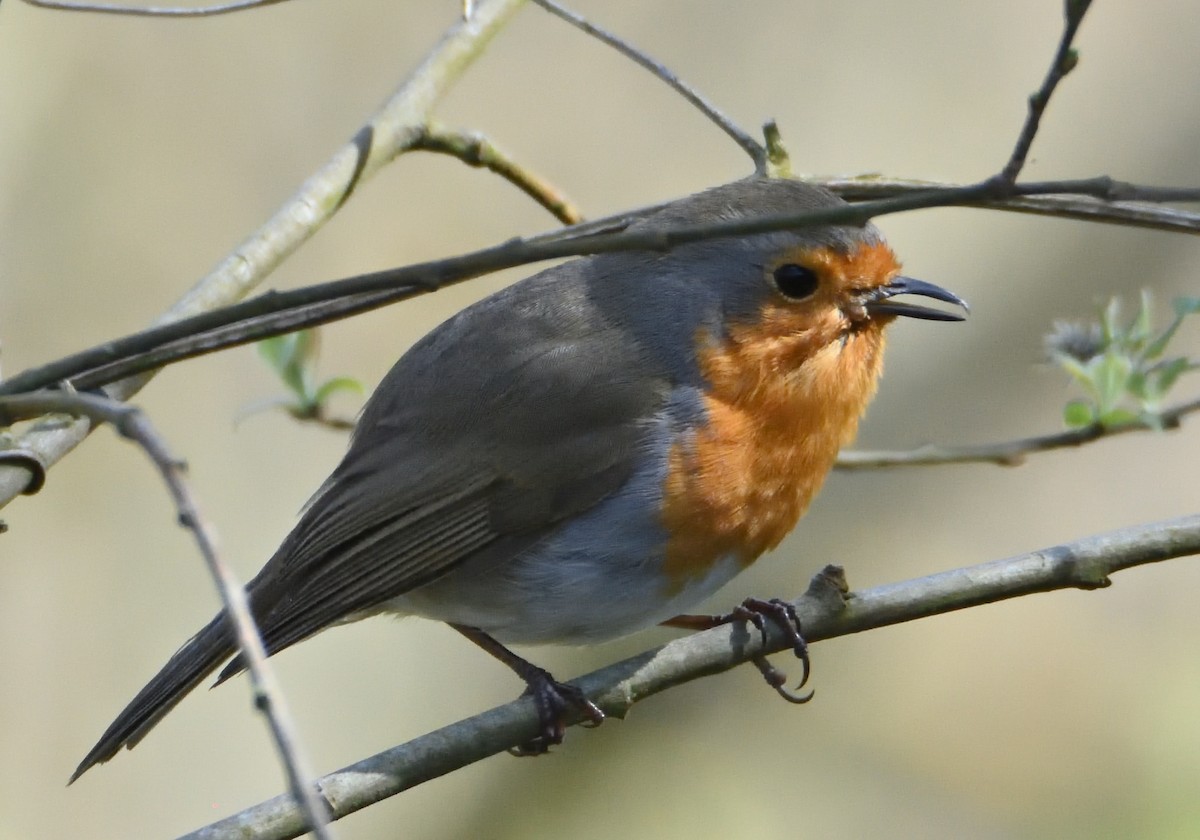 European Robin - ML550734281