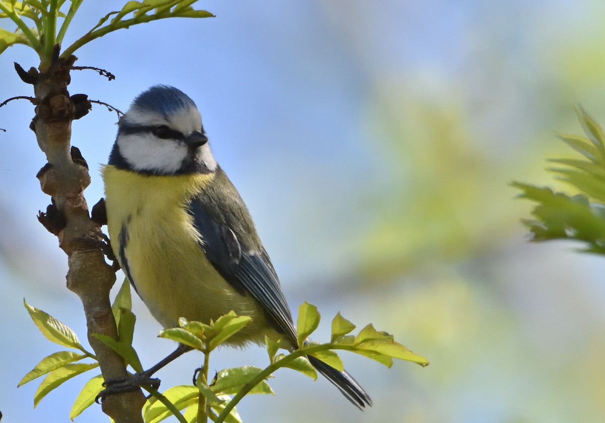 Eurasian Blue Tit - ML550734411