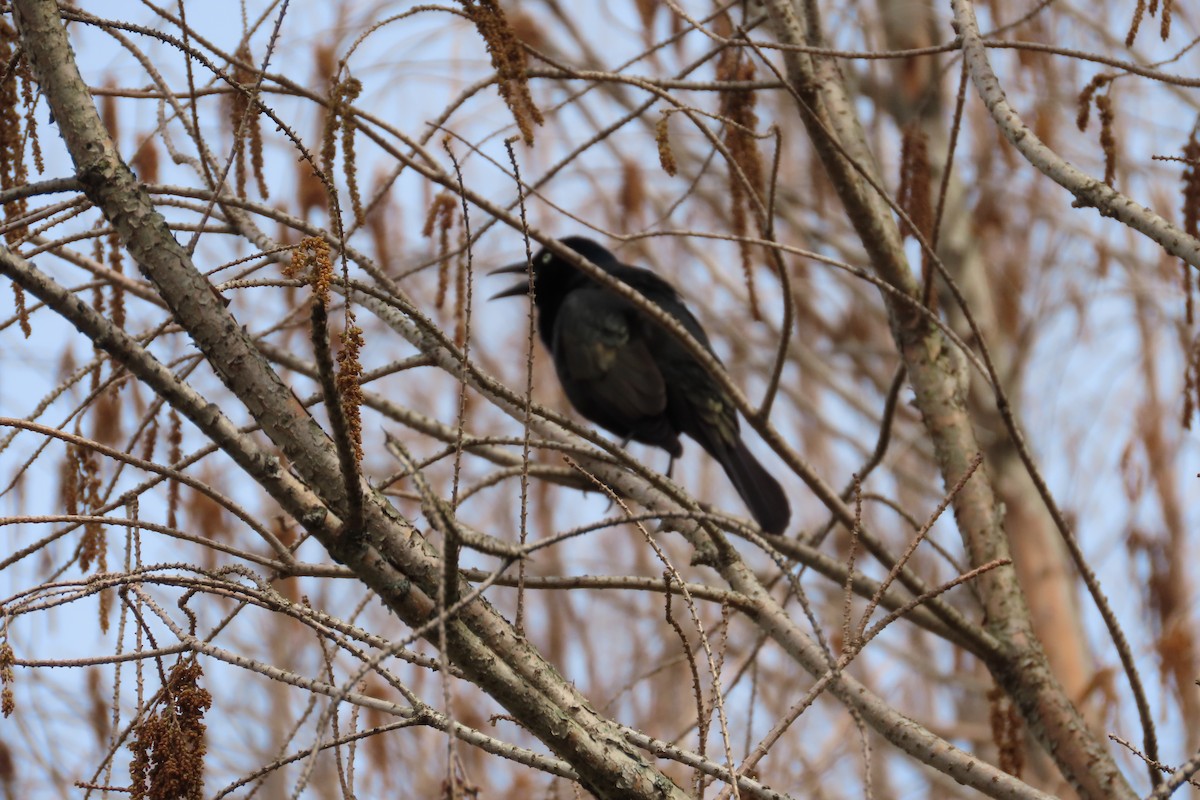 Common Grackle - David Brinkman