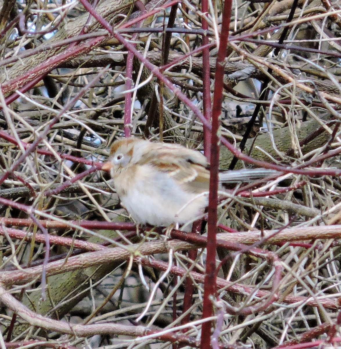 Field Sparrow - ML550734531