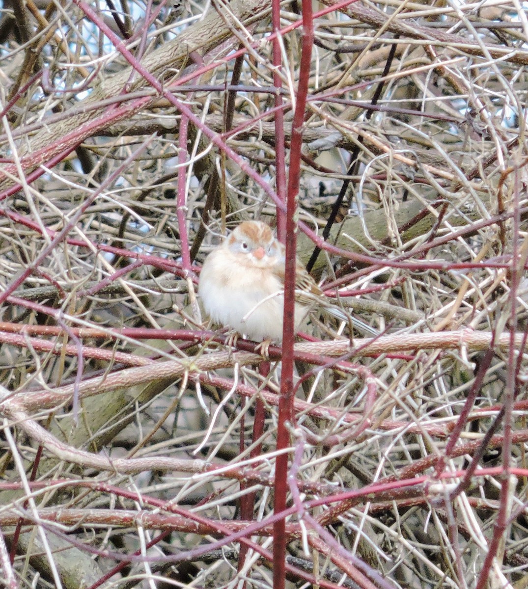 Field Sparrow - ML550734541