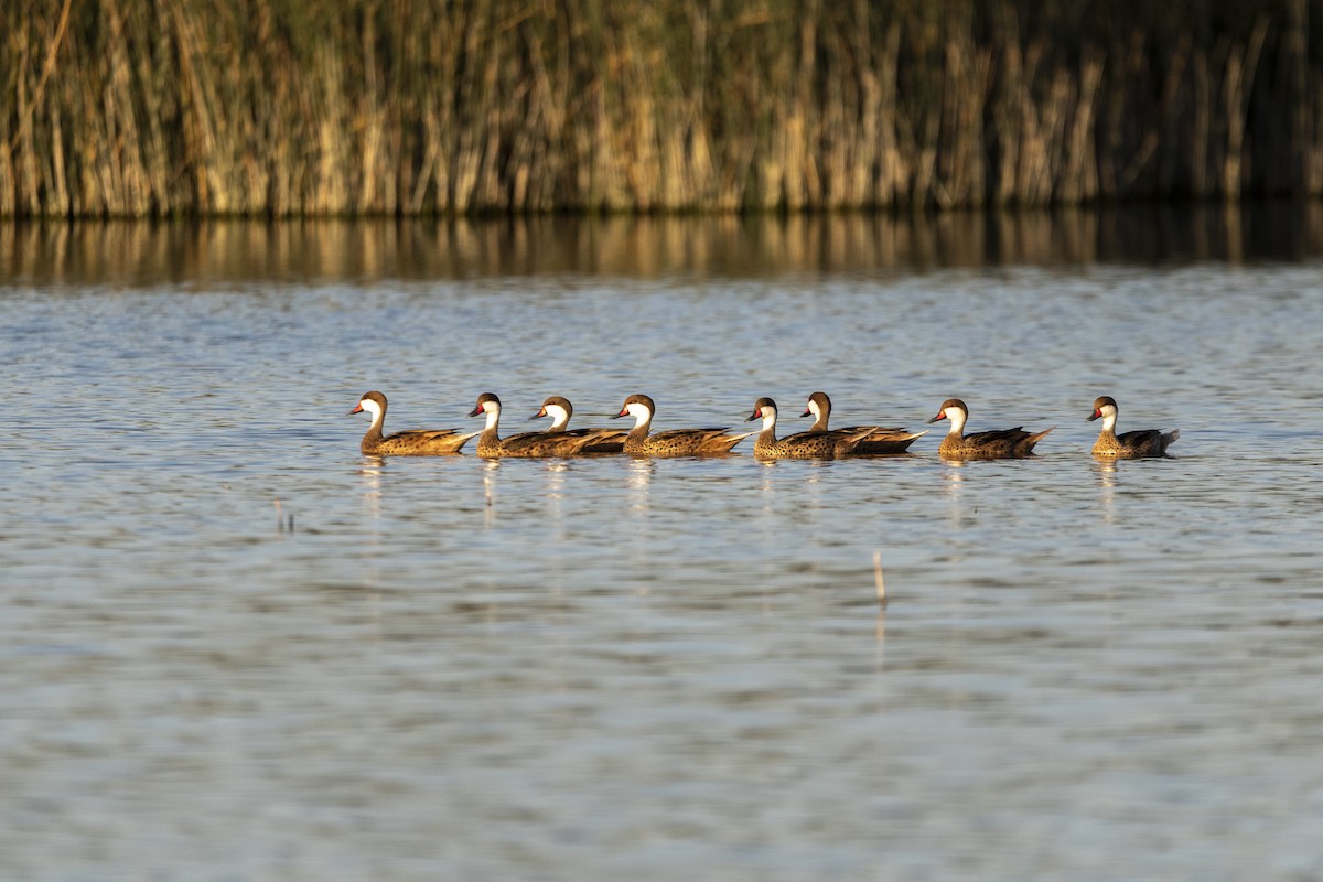 White-cheeked Pintail - Luciana Juárez