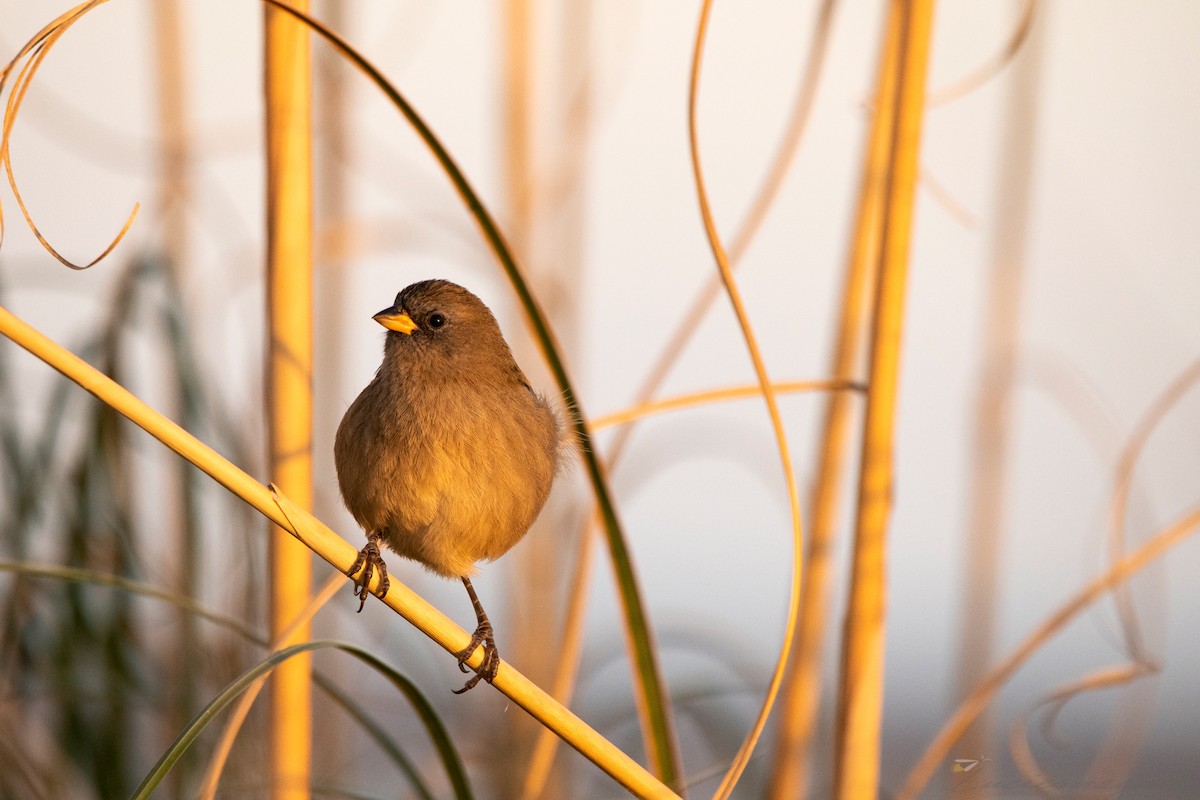 Great Pampa-Finch - Luciana Juárez