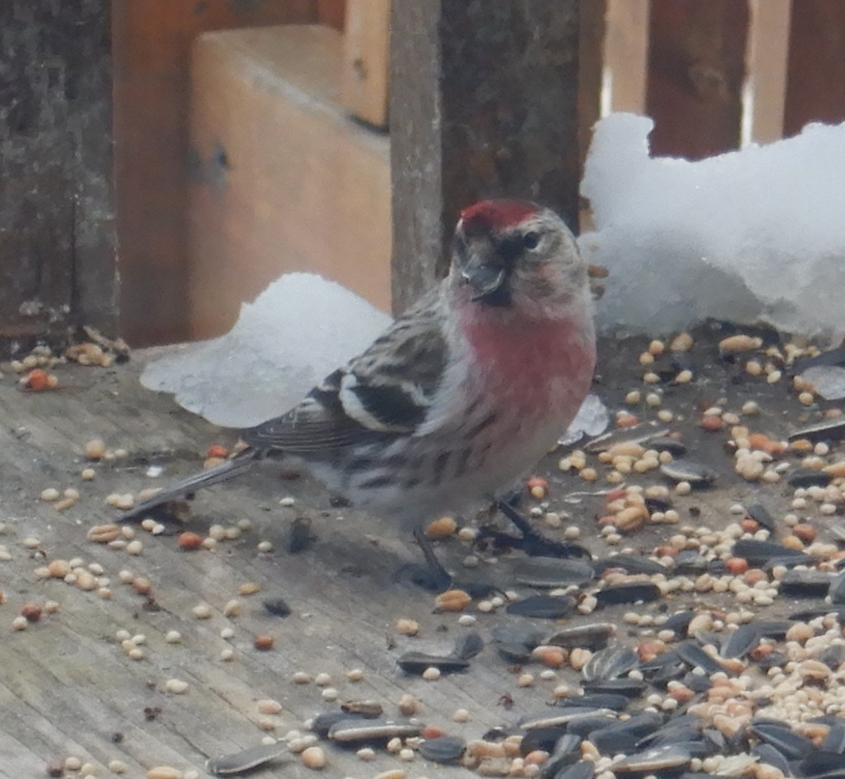 Common Redpoll - ML550735811