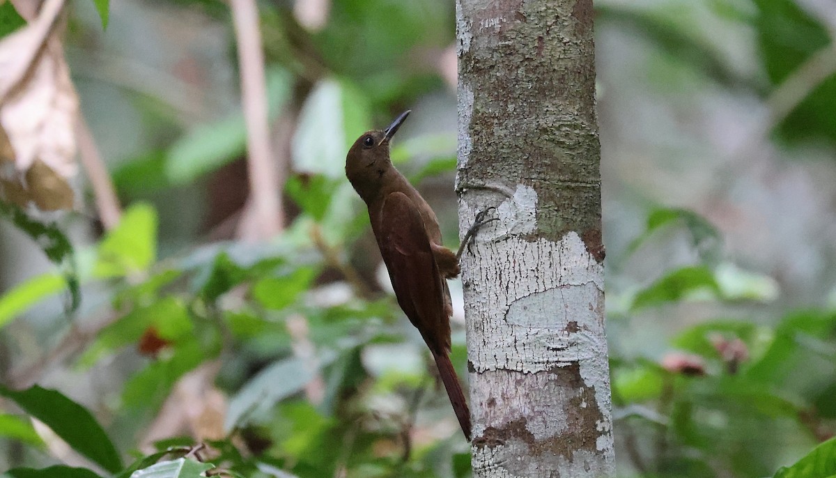White-chinned Woodcreeper - ML550736131