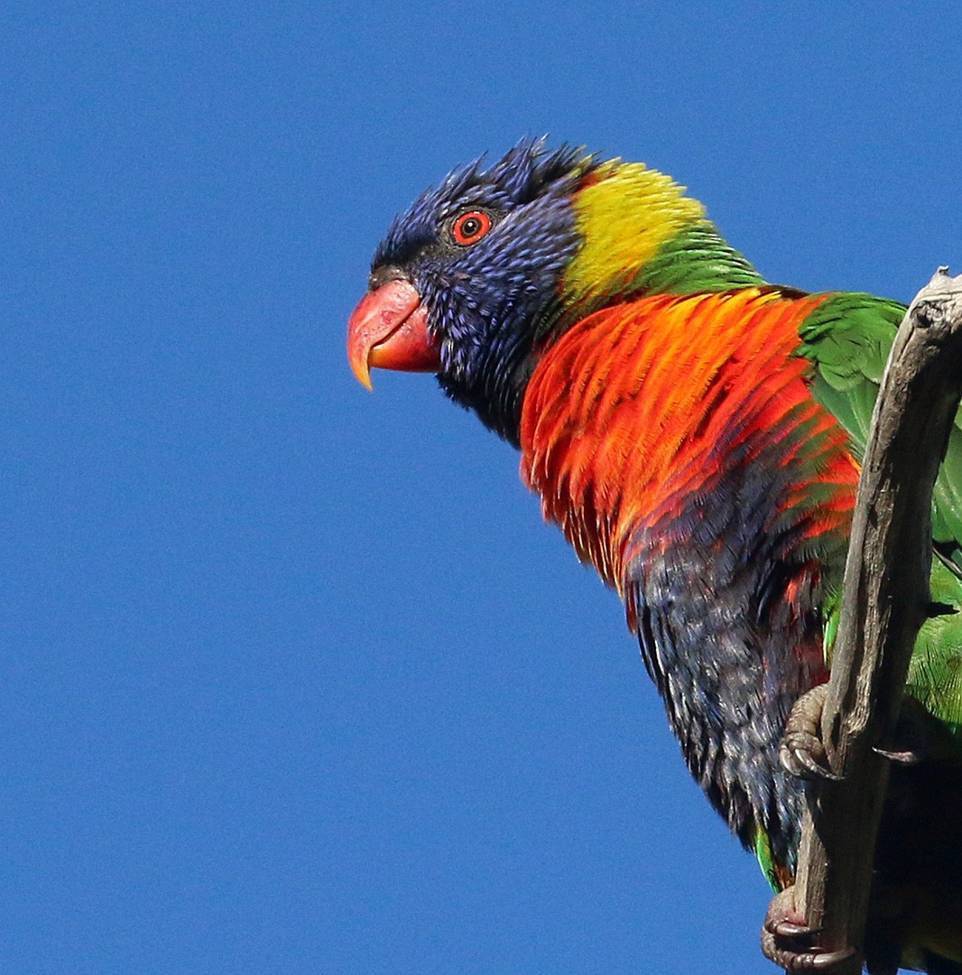 Rainbow Lorikeet - ML550737701