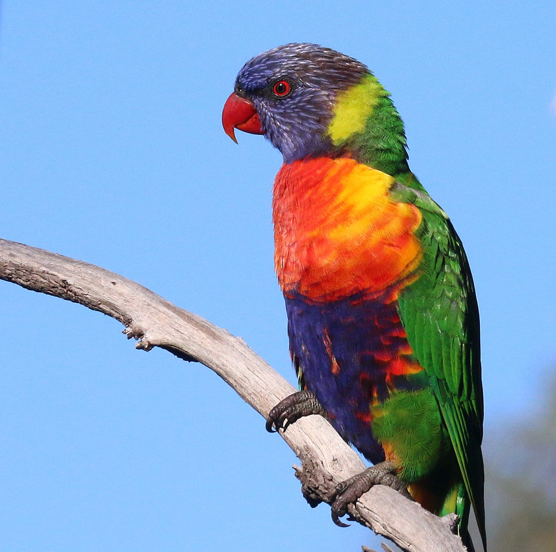 Rainbow Lorikeet - ML550737721