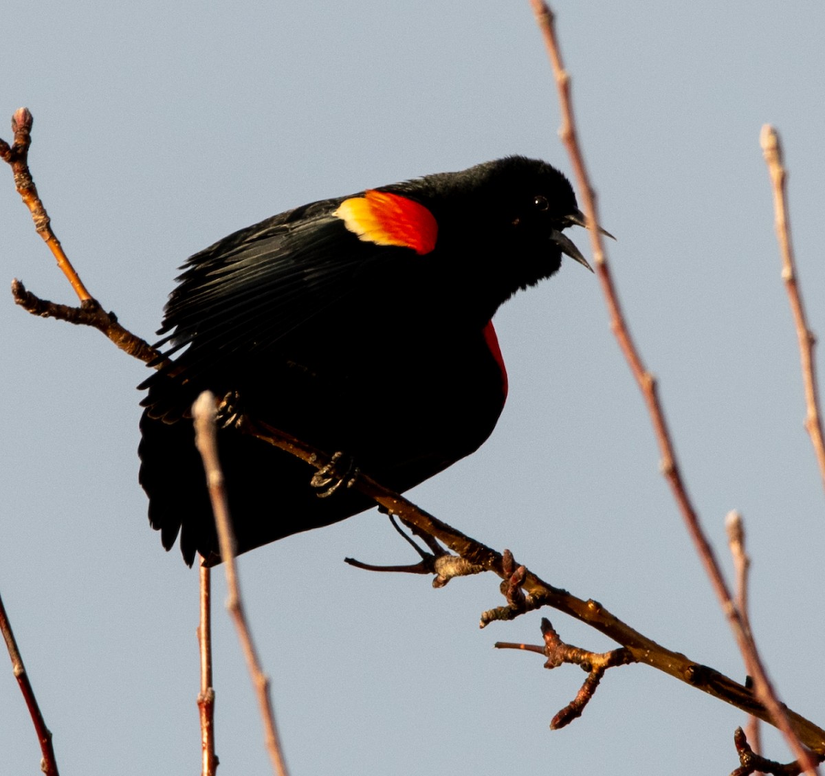 Red-winged Blackbird - ML550740351