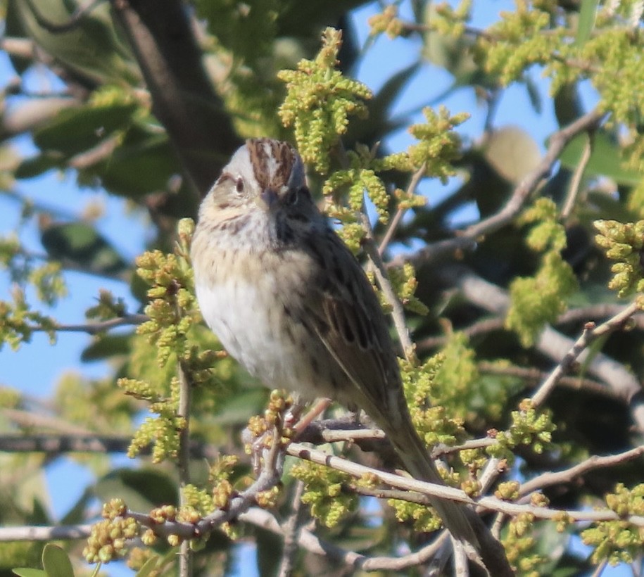 Lincoln's Sparrow - Mike Brossart