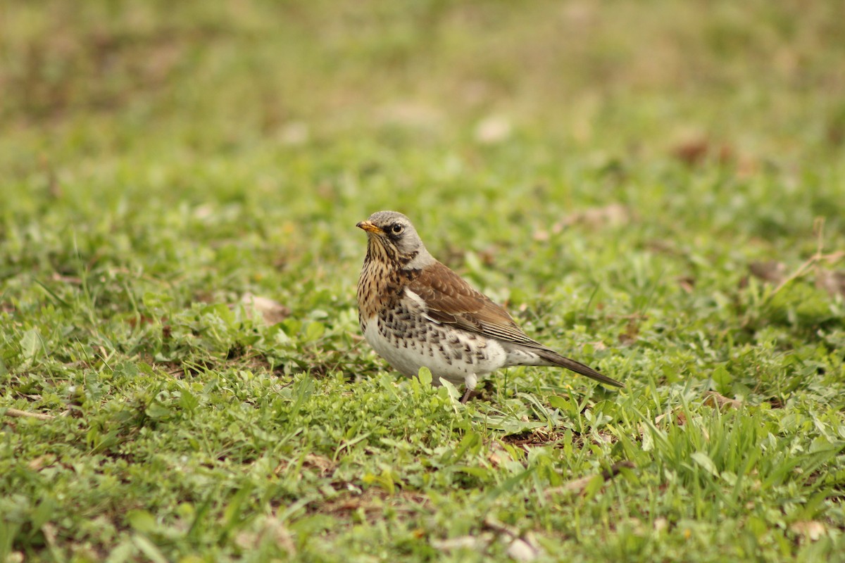 Fieldfare - ML550741031